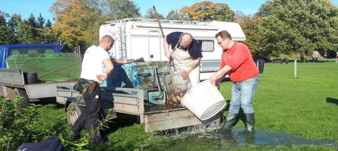 Fischbesatz Aller Fischbesatz Aller